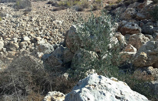 young olive tree west bank israel palesting