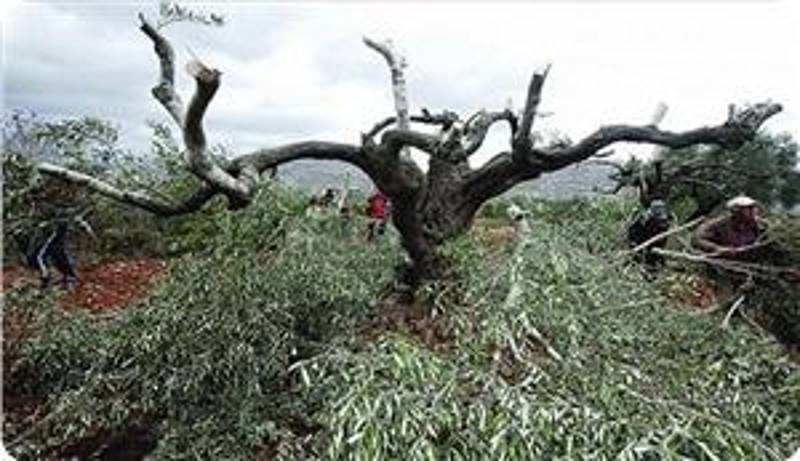 olive tree destroyed israel