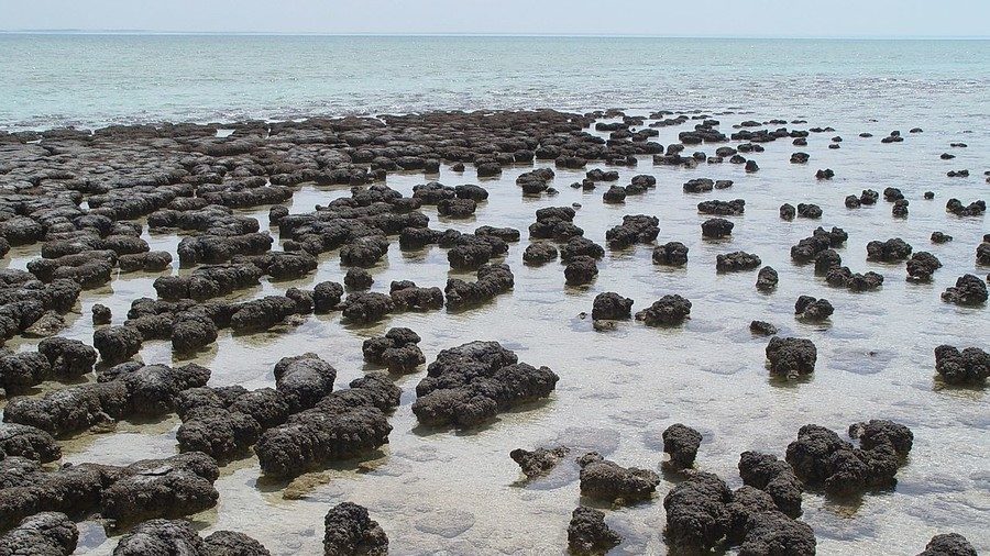 stromatolites Australia