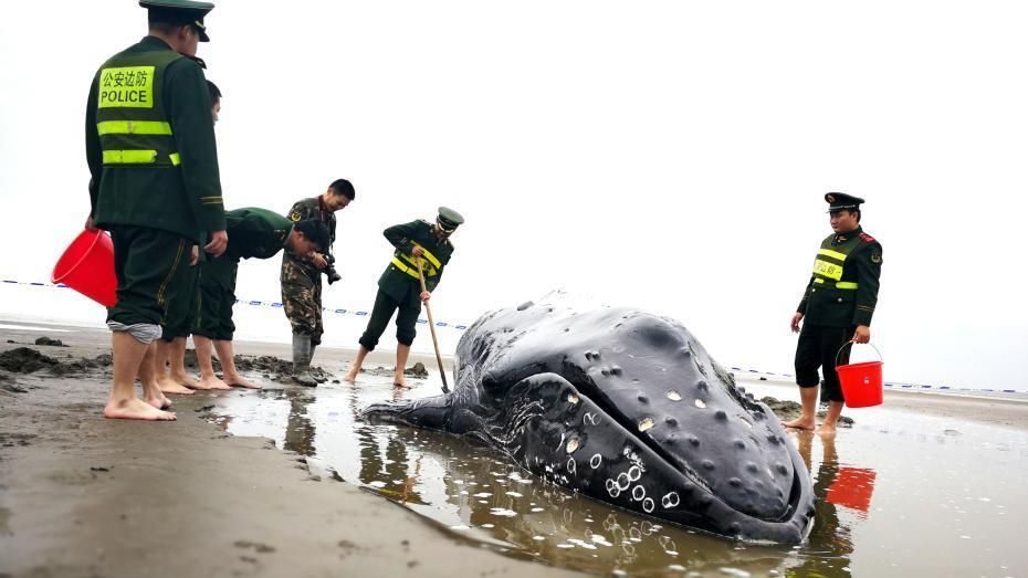 The humpback whale calf was first found stranded on the shore near Qidong city, Jiangsu Province on Monday.