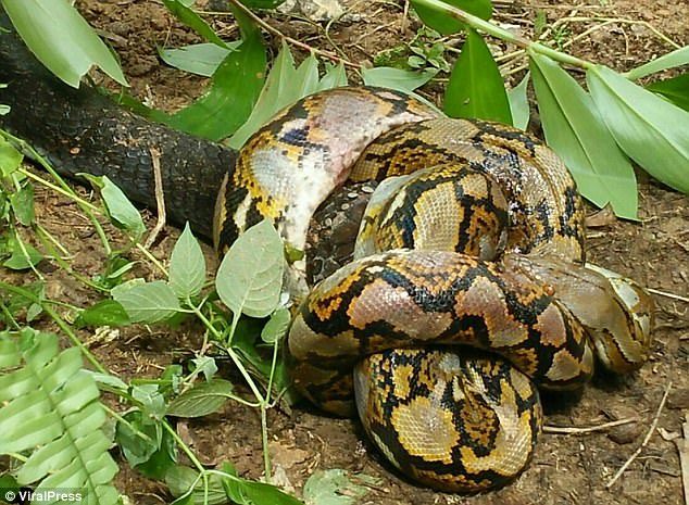 The python, pictured, only 5-feet long, desperately tried to evade the attack by wrapping itself around the cobra’s head