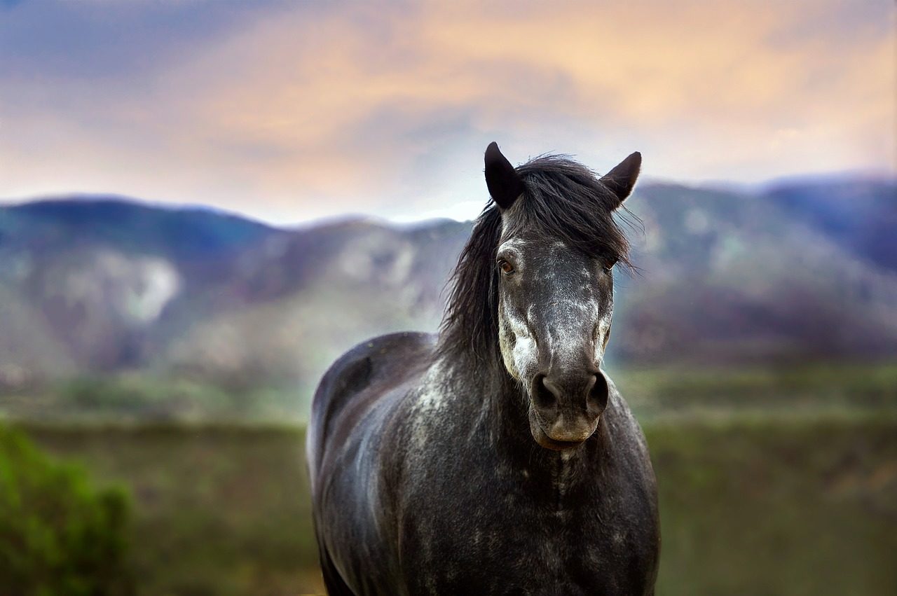 horse