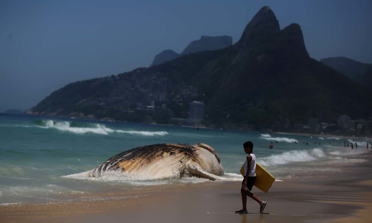 A dead whale on the shore of Ipanema beach in Rio de Janeiro, Brazil.