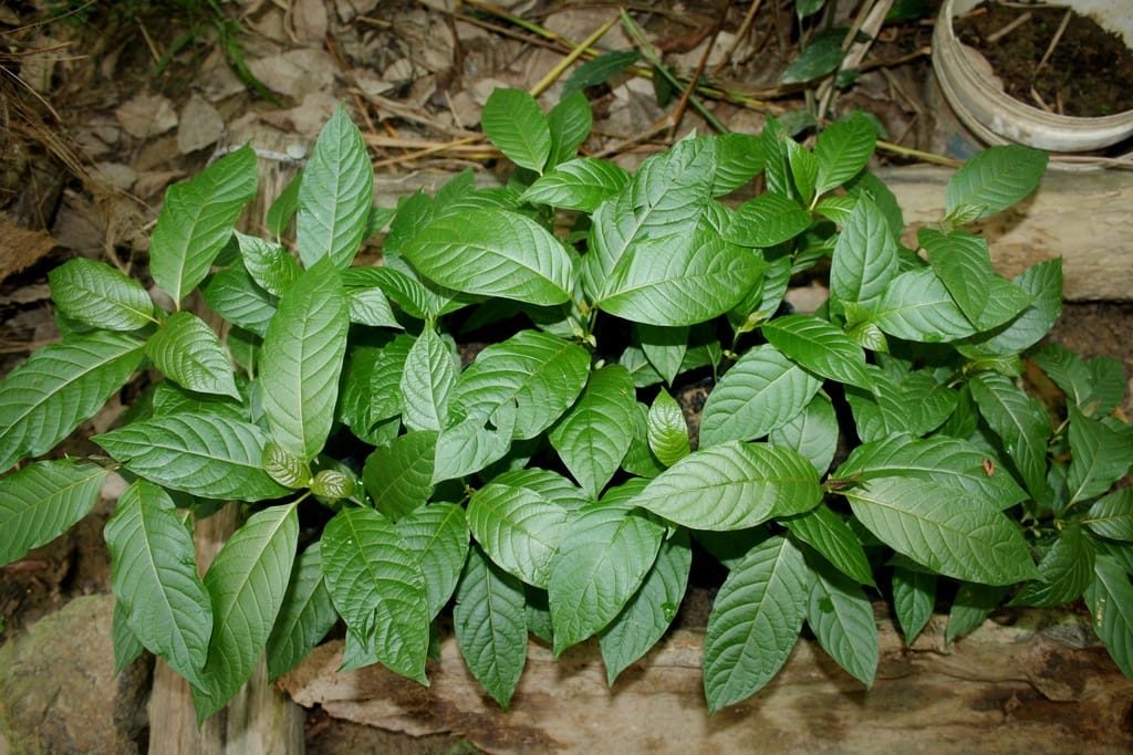 Click to enlarge Kratom