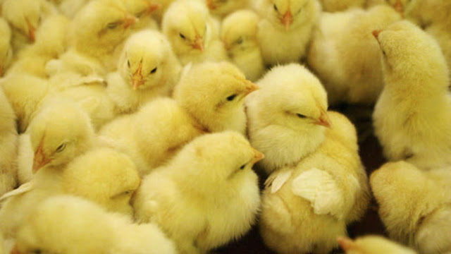 Click to enlarge baby chicks