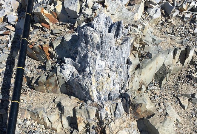 Click to enlarge Antartica tree fossil