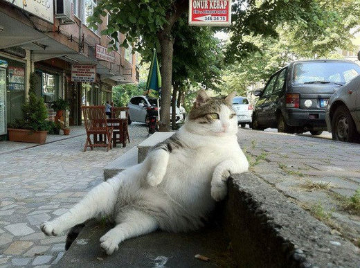 Click to enlarge Tombili chill cat