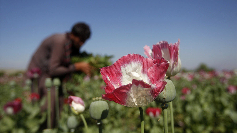 poppy field