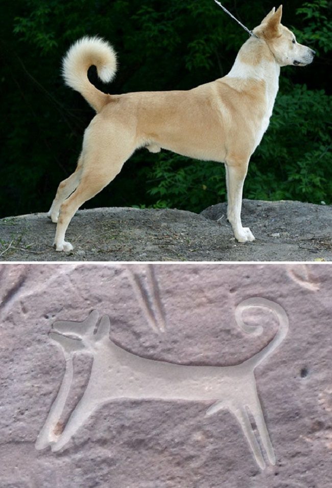 Click to enlarge Hunting Dogs