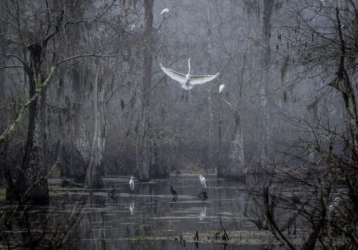 Click to enlarge Cypress Island Preserve, Breaux Bridge, LA