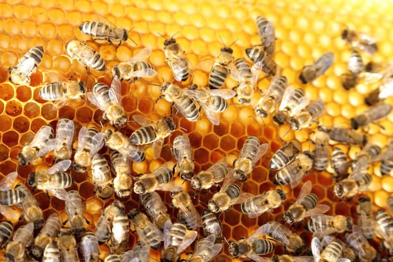 bees