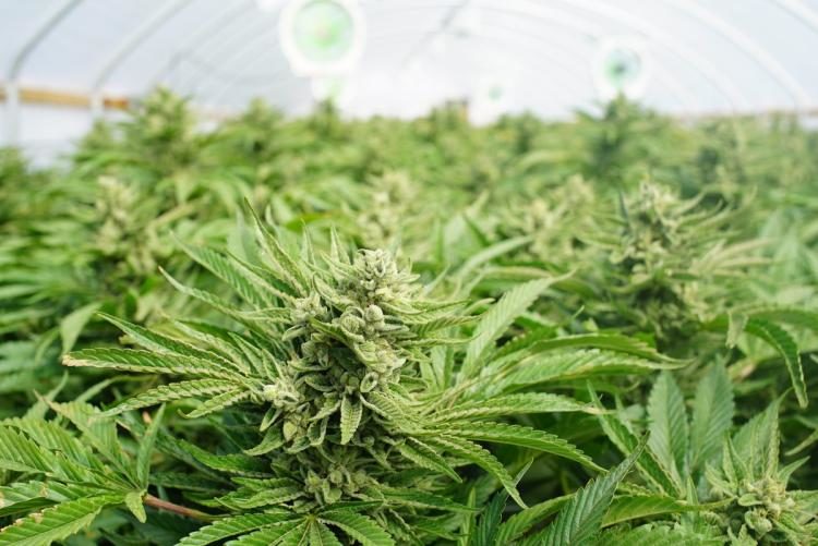 Click to enlarge marijuana
