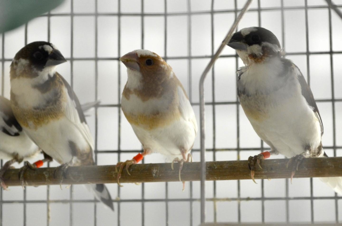 Click to enlarge Study reveals how the songbird changes its tune Biology