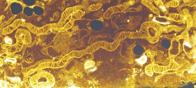 Mitochondria drive cell survival in times of need