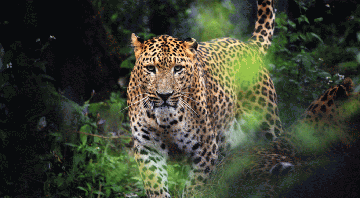 Click to enlarge LEOPARD
