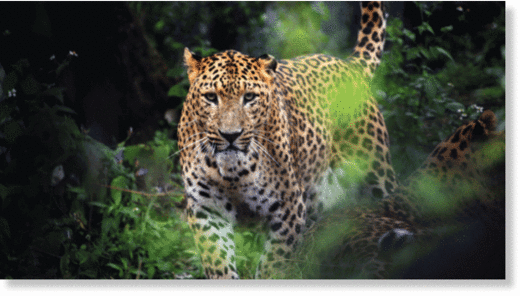 LEOPARD