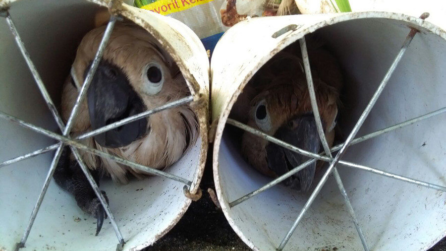 exotic_birds1