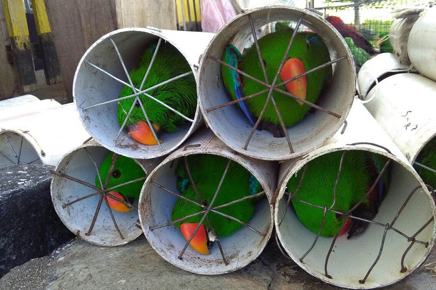 Click to enlarge exotic_birds5