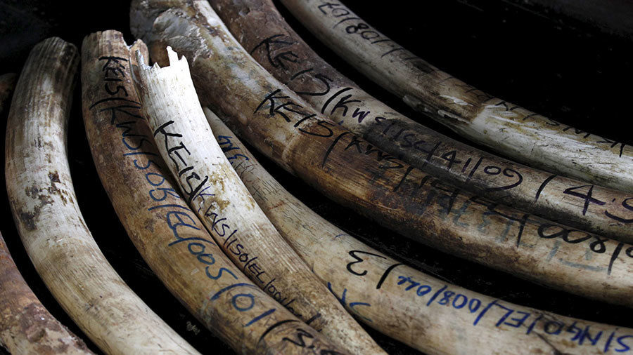 elephant tusks