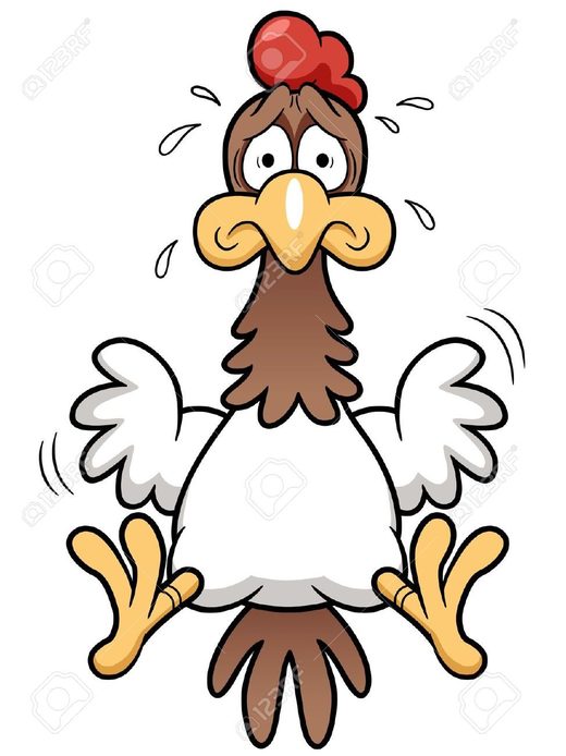 scared chicken