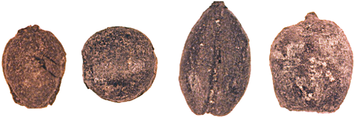 Click to enlarge Bronze age herders nomads Kazakhstan
