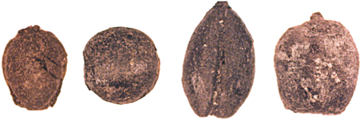 Click to enlarge Bronze age herders nomads Kazakhstan