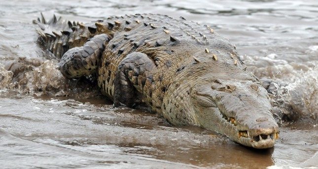 croc