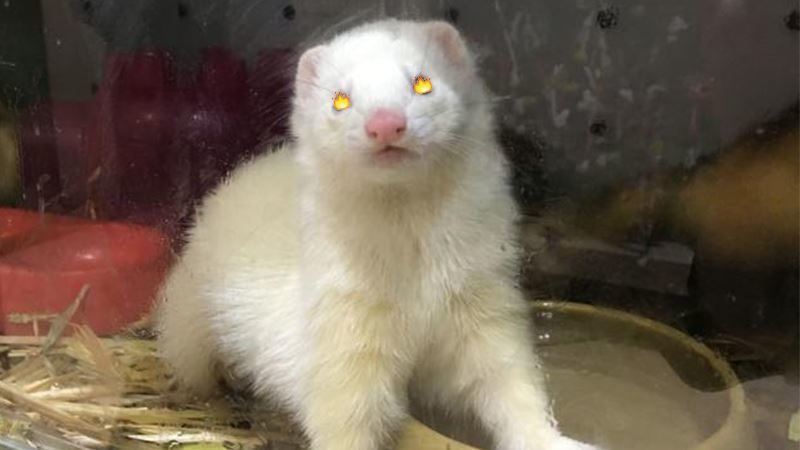 FERRET