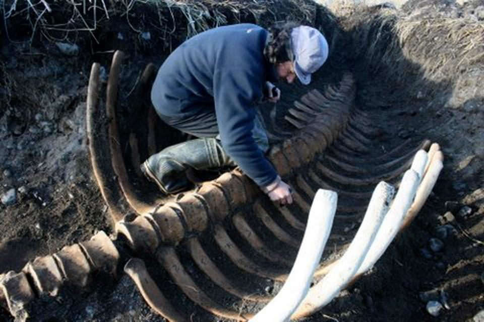 sea cow bones