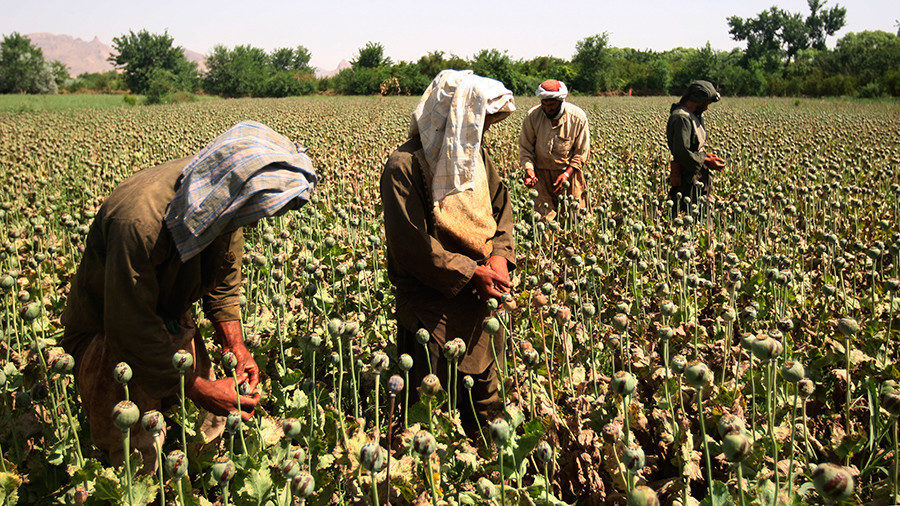 Afgan opium boom