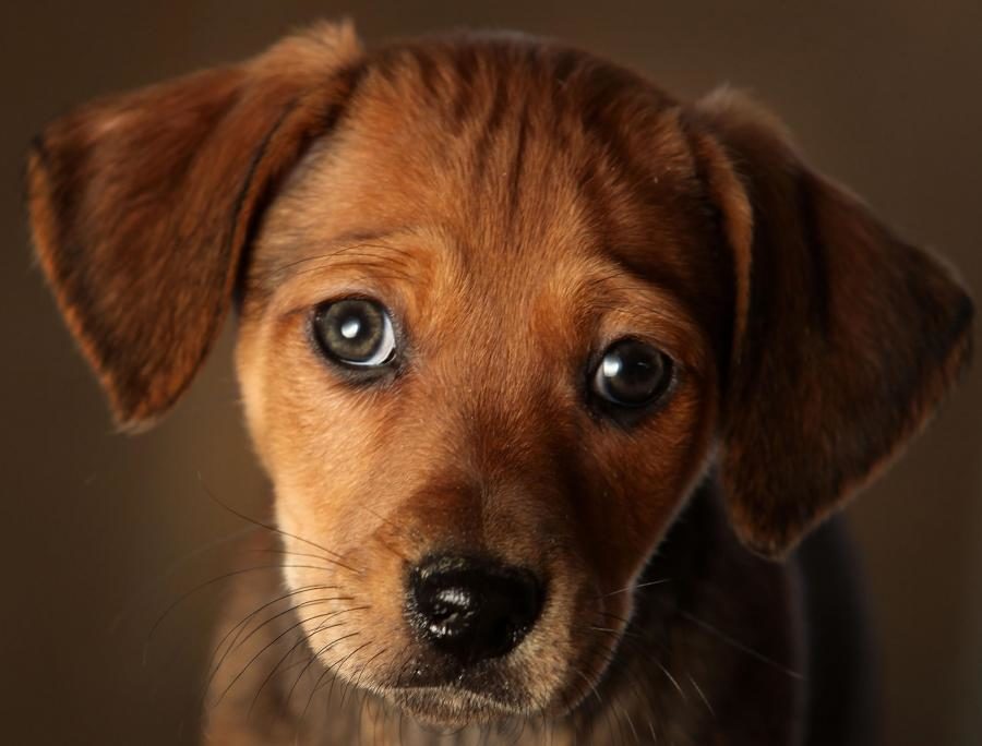 cute puppy