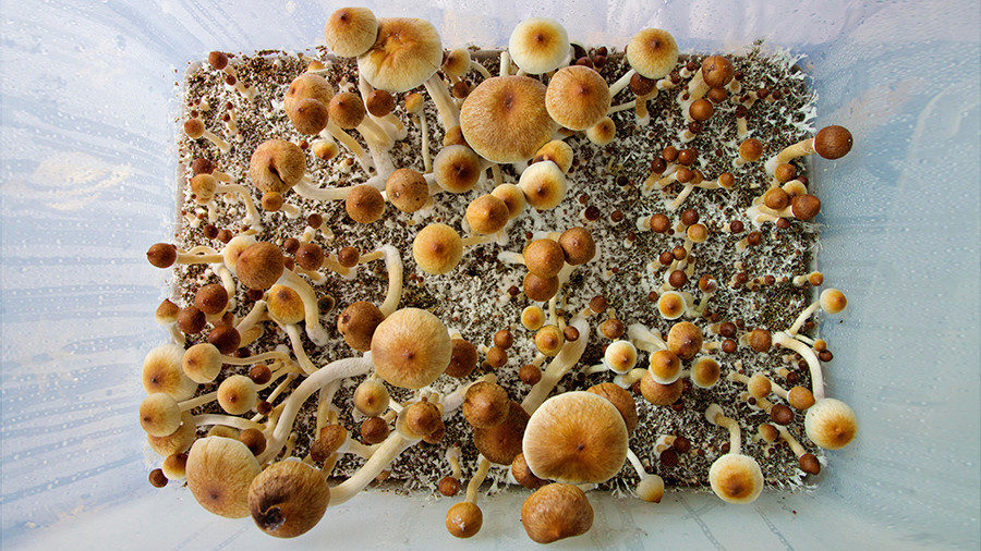 Mushrooms