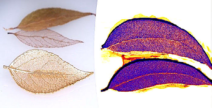 gold leaves