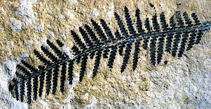 Click to enlarge fossil fern