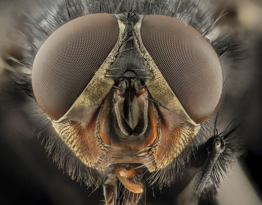 Click to enlarge Blue bottle eyes - Calliphora_vicina