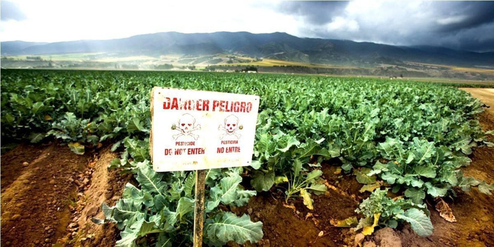 Click to enlarge organophosphate pesticide, chlorpyrifos