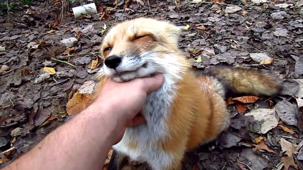 Click to enlarge Cute Fox