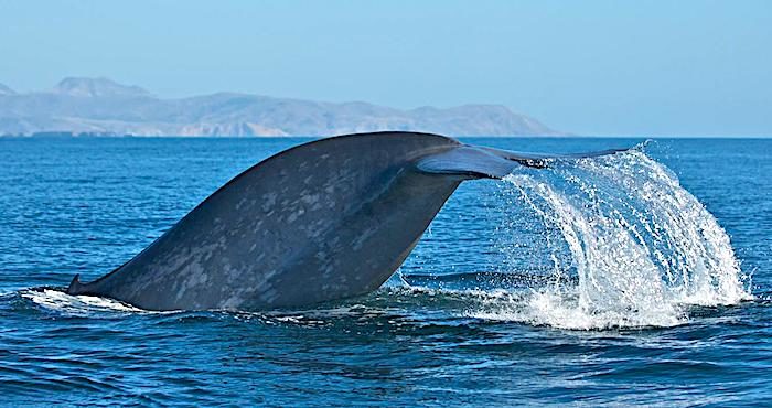 whale