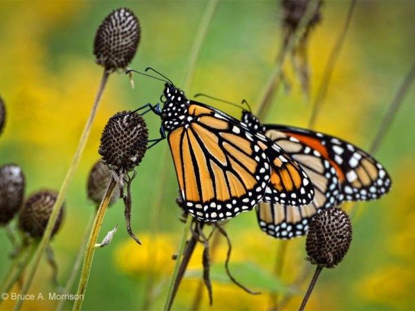 Monarch butterflies