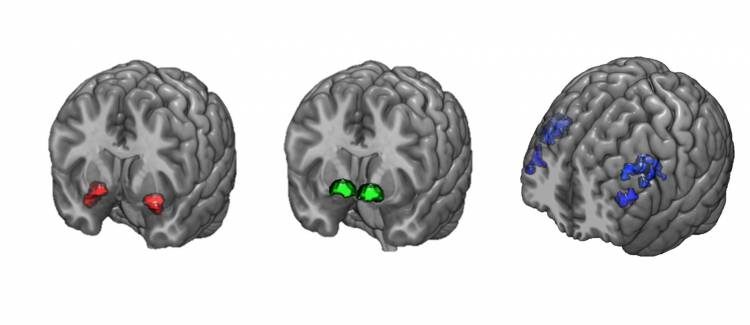 Click to enlarge prefrontal cortex