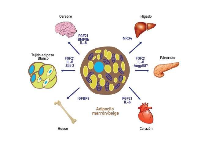 Click to enlarge brown adipose tissue cell