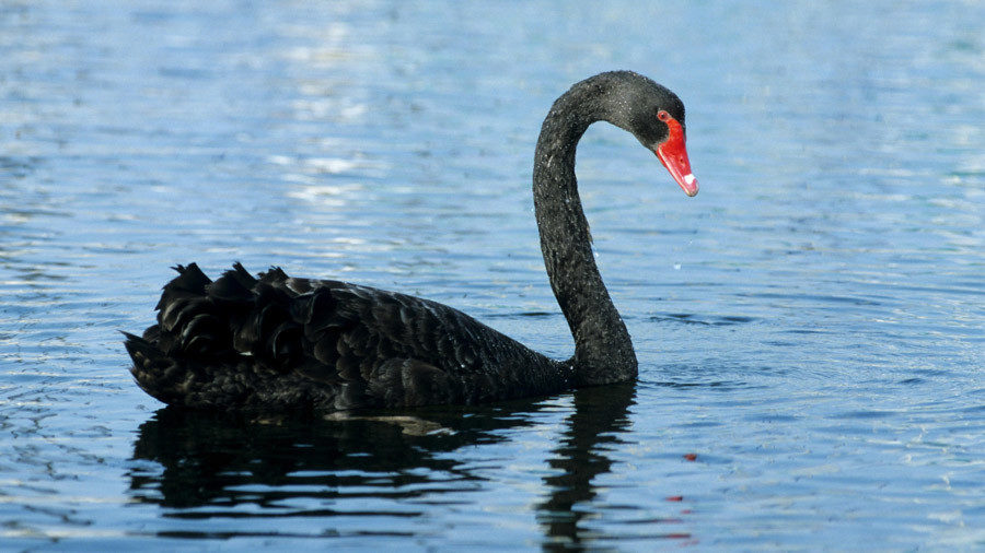 Black swan