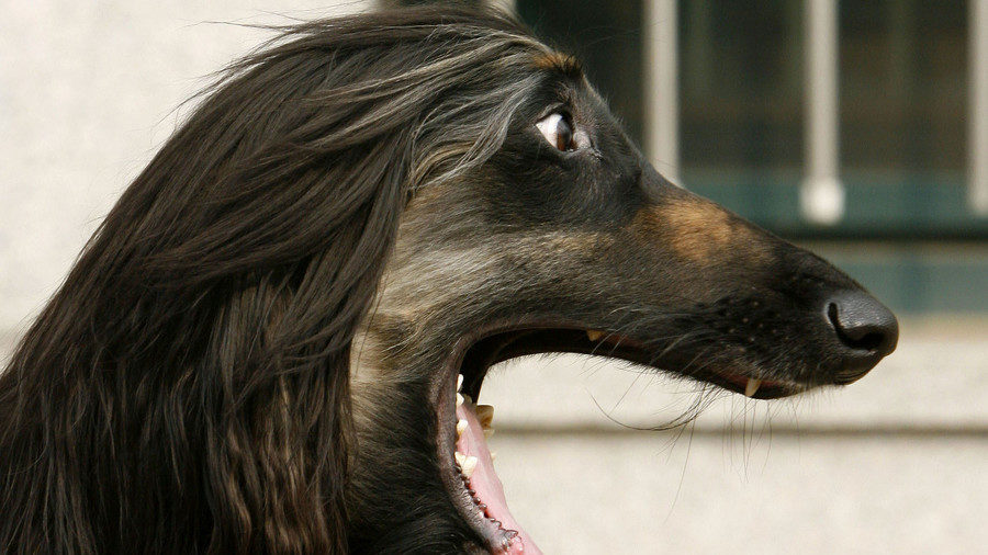Snuppy the Afghan Hound