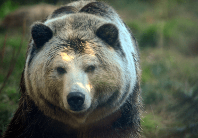 yellowstone grizzly