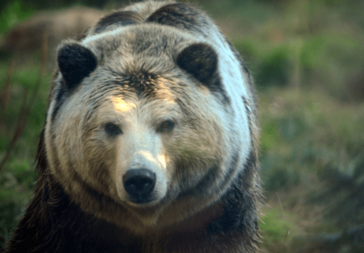 yellowstone grizzly