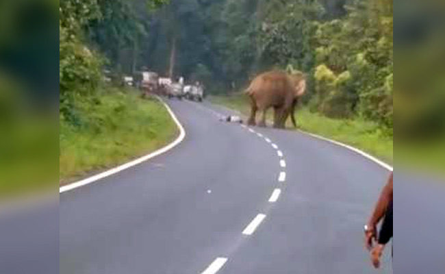Witnesses looked on as the elephant launched a vicious attack on the man, who died on the spot