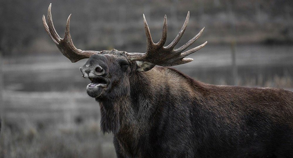 Moose elk