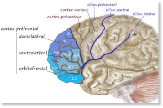 dorsolateral prefrontal cortex