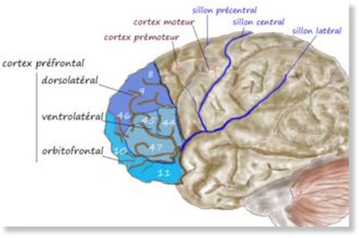 Click to enlarge dorsolateral prefrontal cortex