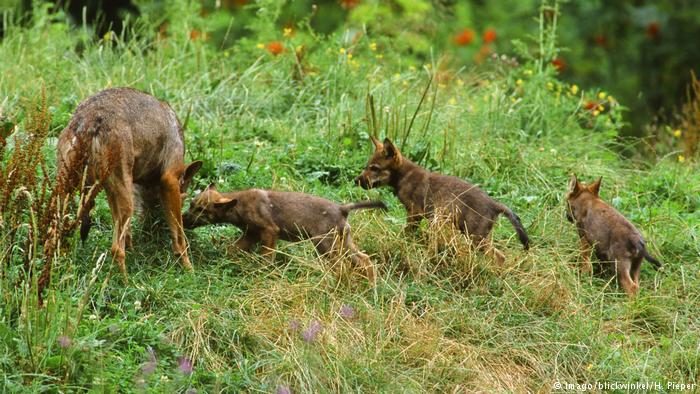 Wolves